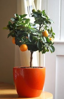Estilo y hogar: Árboles frutales pequeños para terrazas o balcones